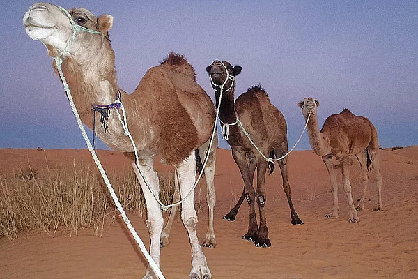 Afrika